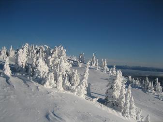 樹氷.JPG