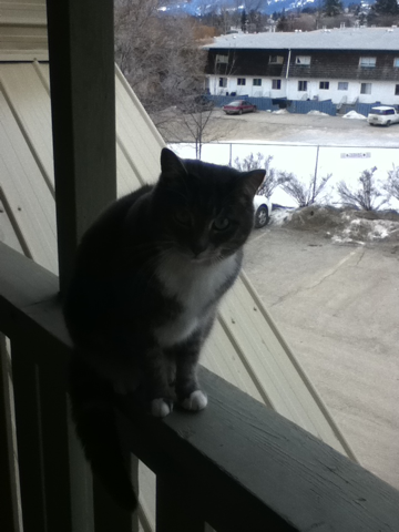 image-20110205午前051036.png
